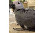Niao Neat african grey parrots available