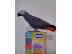 NDFSD Creative african grey parrots available