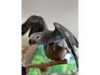 MDOF joyful african grey parrots available