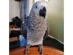 NSIFF royal african grey parrots available
