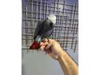 UWOD stunning african grey parrots available
