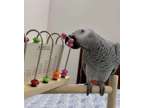 NODSF talented african grey parrots available