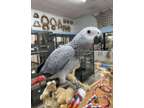 KDKDS talking african grey parrots available