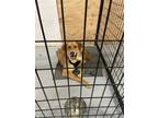 Adopt Stout a Labrador Retriever / Golden Retriever dog in Calgary
