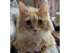 Adopt Justin a Orange or Red Tabby Domestic Longhair / Mixed (long coat) cat in