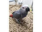 FDSJDD adorable african grey parrots available