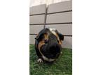 Adopt Patches a Guinea Pig small animal in Pasco, WA (38899419)