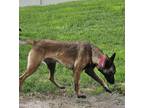 Adopt Penny Lane in UT a Brown/Chocolate - with Black Belgian Malinois / Mixed