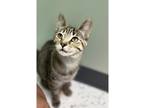 Adopt Libby a Domestic Shorthair / Mixed cat in Kalamazoo, MI (38888411)