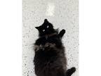 Adopt Tippy Longstocking a Domestic Mediumhair / Mixed cat in Kalamazoo
