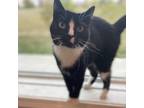 Adopt Luna a All Black Domestic Mediumhair / Mixed cat in West Des Moines