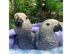 NDSLDD two lovely african grey parrots available