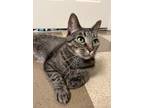 Adopt Birdie a Domestic Shorthair / Mixed (short coat) cat in Cincinnati