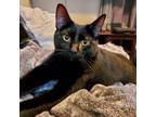 Adopt Jupiter a Domestic Shorthair cat in Knoxville, TN (38886719)