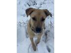 Adopt Joe - Jonas Brother Litter a Hound (Unknown Type) dog in Norristown