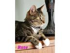 Adopt Rose a Brown Tabby Tabby / Mixed (short coat) cat in Englewood