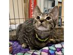 Adopt Oliver a Brown Tabby Domestic Mediumhair cat in Knoxville, TN (38886715)