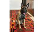 Adopt Linus a Brindle Belgian Malinois / German Shepherd Dog / Mixed dog in