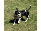Adopt Luke a Black - with White American Pit Bull Terrier / Great Dane / Mixed