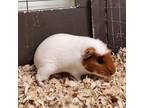 Adopt OREGON a Guinea Pig small animal in Las Vegas, NV (38886695)