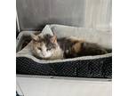 Adopt Patches a White Domestic Shorthair / Mixed cat in Grand Junction