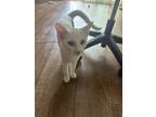 Adopt Snow a White Domestic Shorthair / Mixed (short coat) cat in Los Angeles