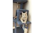 Adopt Pancake a Cream or Ivory Domestic Shorthair (short coat) cat in Deltona