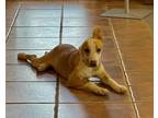 Adopt Leo a Labrador Retriever / Mixed Breed (Medium) / Mixed dog in Bothell