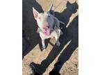 Adopt Rexx a White Bull Terrier / Mixed dog in Montclair, CA (38891295)