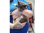 Adopt Missy a Gray or Blue Domestic Shorthair / Domestic Shorthair / Mixed cat