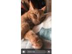 Adopt Gus a Orange or Red Domestic Shorthair / Mixed (short coat) cat in