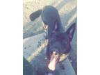 Adopt Ashe a Black - with White German Shepherd Dog / Mixed dog in Anaheim