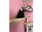 Adopt Doom a All Black Bombay / Mixed (medium coat) cat in Lompoc, CA (38884146)