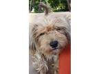 Adopt Daisy a Tan/Yellow/Fawn Terrier (Unknown Type, Small) / Mixed dog in Fort