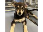 Adopt Riri a Brown/Chocolate Husky / Mixed dog in Edinburg, TX (38887096)