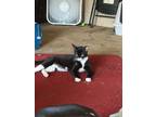 Adopt Mouse a Black & White or Tuxedo Domestic Mediumhair / Mixed (short coat)