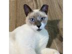 Adopt Kitty Purry a Cream or Ivory Colorpoint Shorthair / Mixed (short coat) cat