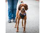 Adopt Tilly - Claremont Location a Brown/Chocolate Redbone Coonhound / Mixed dog