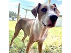 Adopt Simba a White - with Tan, Yellow or Fawn Mixed Breed (Large) / Mixed dog