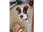 Adopt Cupcake a American Staffordshire Terrier / Mixed dog in Garner