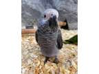 KDSOS Playful african grey parrots available