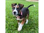 Adopt Fauna a Brown/Chocolate Mixed Breed (Medium) dog in Columbus