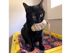 Adopt Endora a All Black Domestic Shorthair / Mixed cat in Salt Lake City