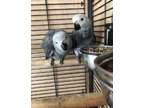 NDSSD Kolo african grey parrots available
