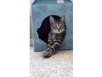Adopt Hickory Ham a Brown Tabby Domestic Shorthair / Mixed (short coat) cat in