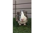 Adopt Larry a Guinea Pig small animal in Pasco, WA (38899418)