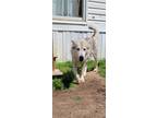 Adopt Tephra a Gray/Silver/Salt & Pepper - with White Siberian Husky / Mixed dog