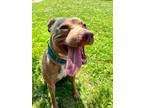 Adopt Izzie a American Staffordshire Terrier / Mixed dog in Meriden