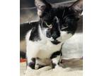 Adopt Maisey a Domestic Shorthair / Mixed (short coat) cat in Crystal Lake