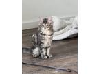 Adopt Demi Logato a Gray, Blue or Silver Tabby Domestic Longhair / Mixed cat in